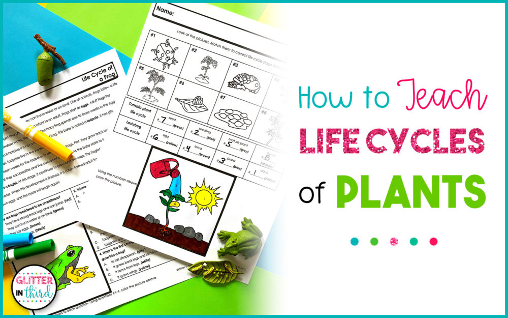 life cycles of plants activities
