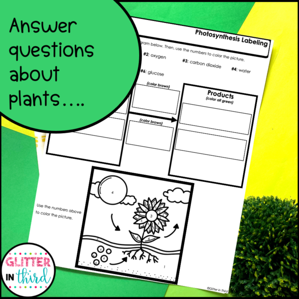 plants photosynthesis worksheets