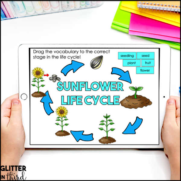 Plant Life Cycles Activities & Reading Passages for Google Classroom